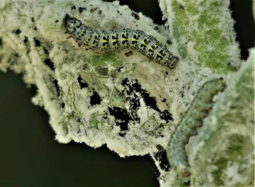 Réf. 303 999 : Cucullia lanceolata